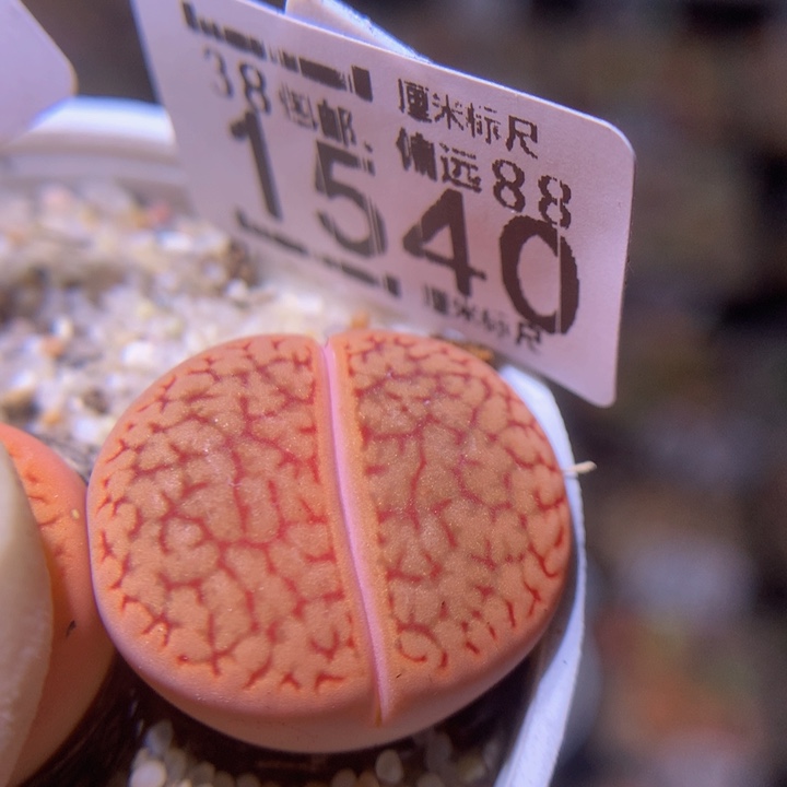 精品sss多肉1540