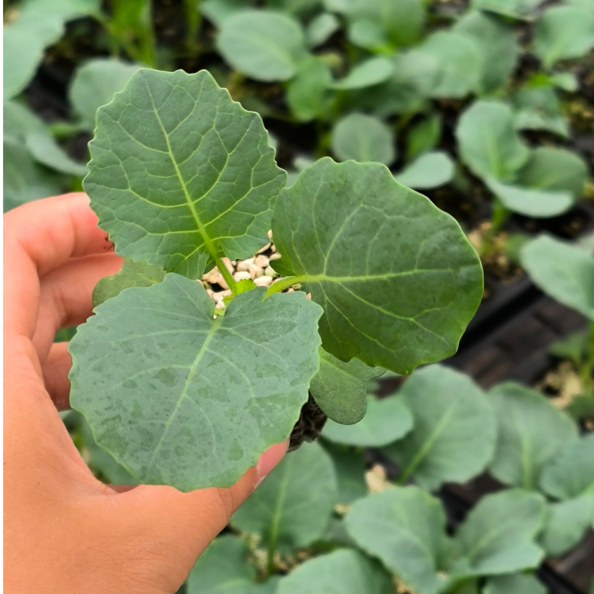 【西兰苔苗+西兰花苗】