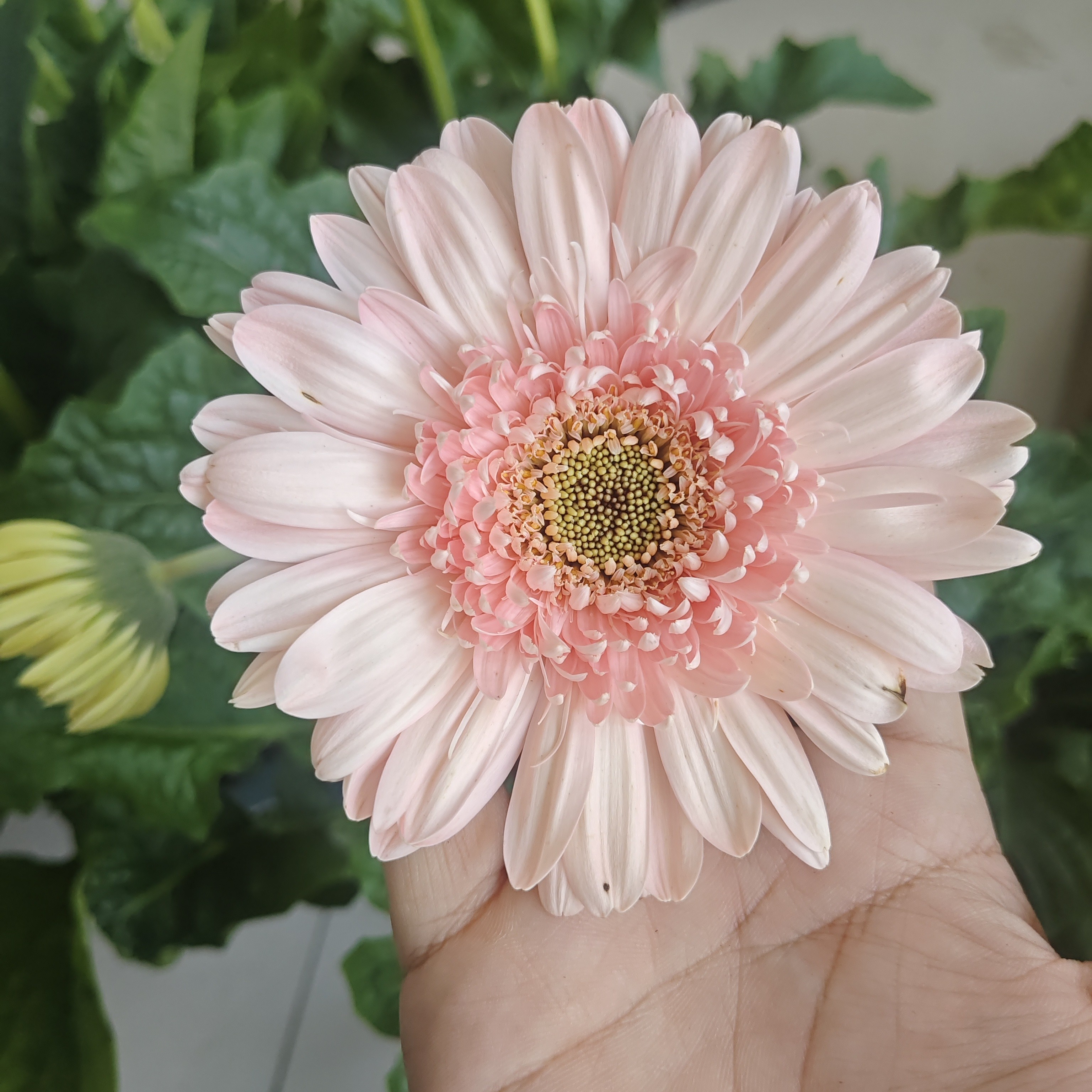 高杆非洲菊备注品种不备注随机发