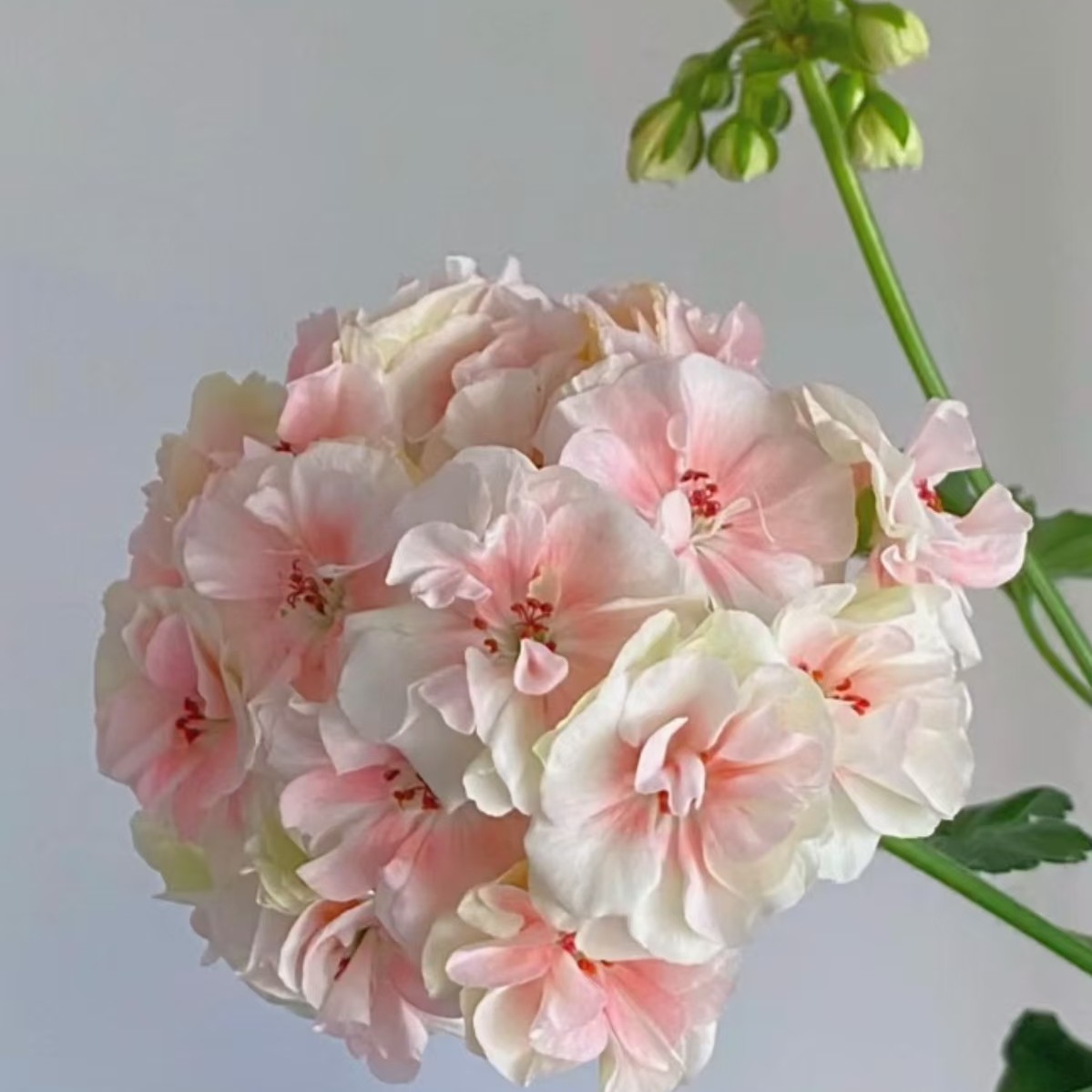 国王～粉色重瓣矮颗型勤花品种