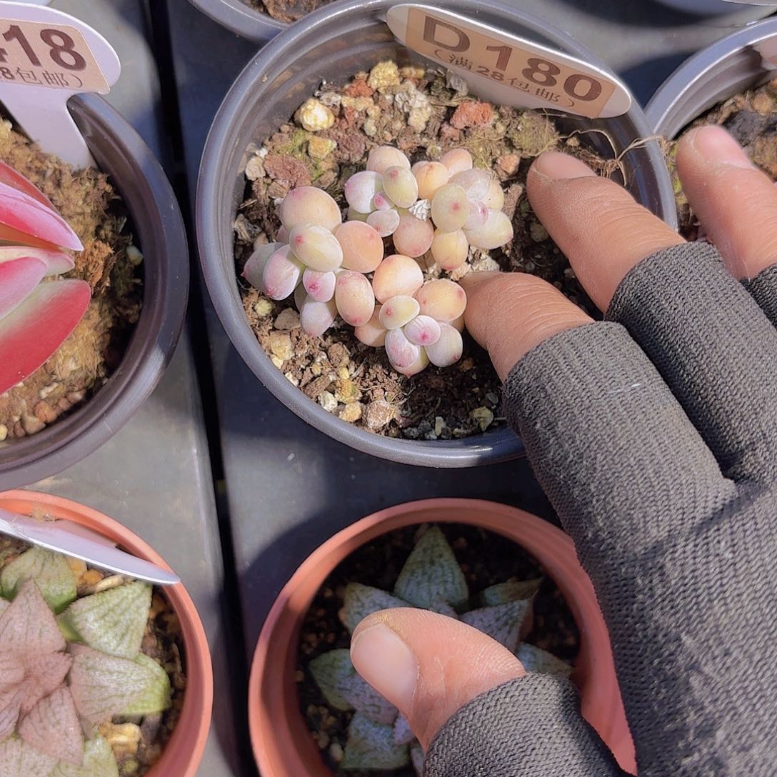 D180萤火虫一物一拍