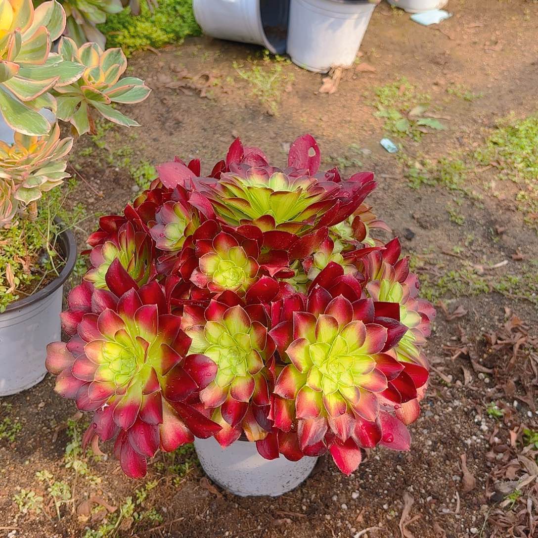 韶华老庄多肉植物