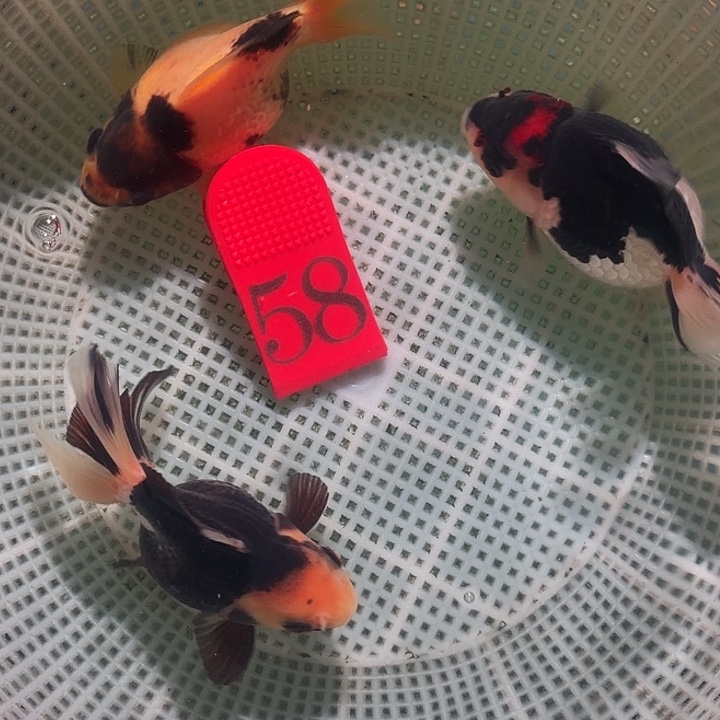 金鱼58号尺寸7-9区间