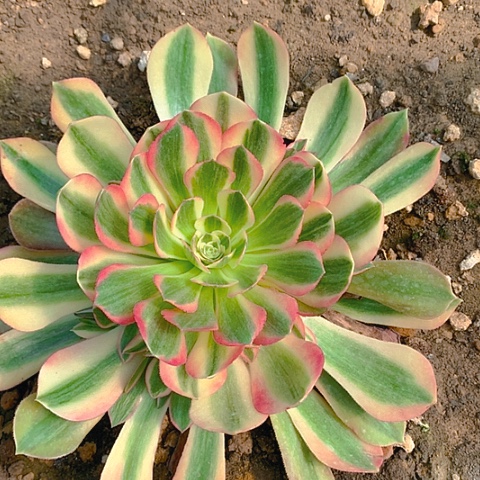 320雅典娜多肉植物