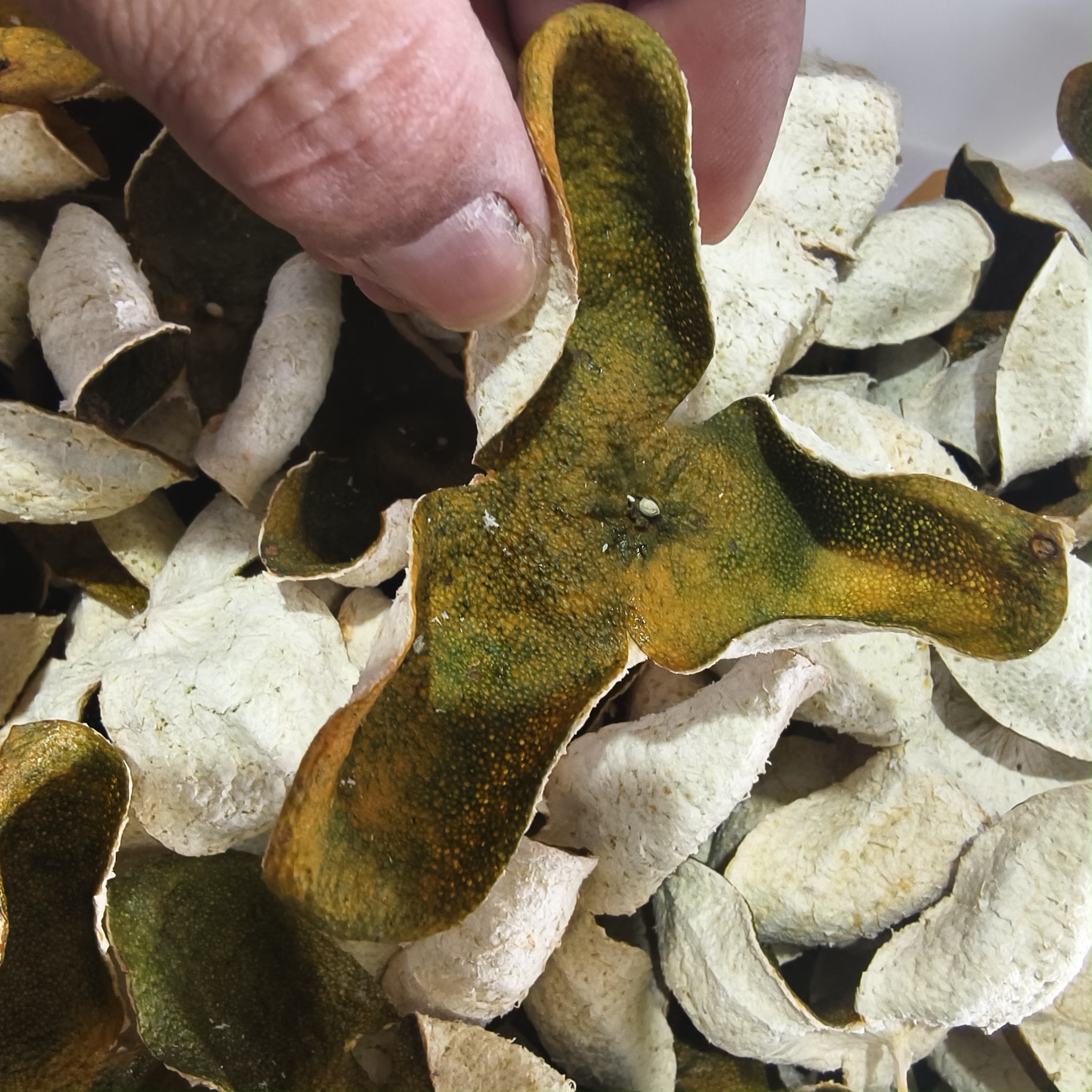 双12活动连接2025驳枝圈枝福利特惠