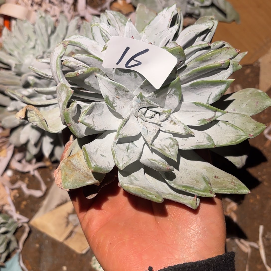 3代杂交仙女杯多肉福利