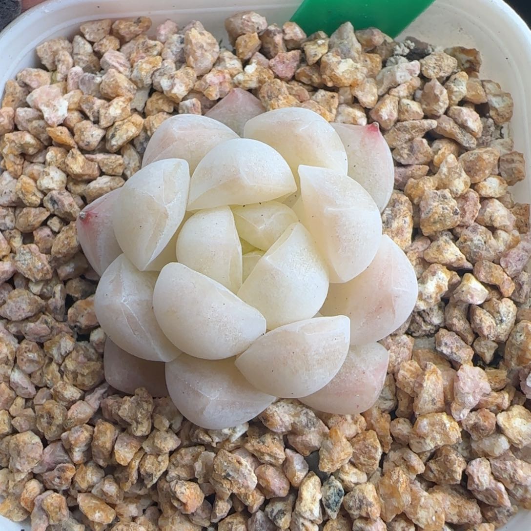 多肉236  不知名糖心   5厘米盆