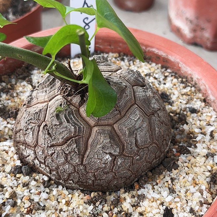潮流植物足球纹南非龟，A8