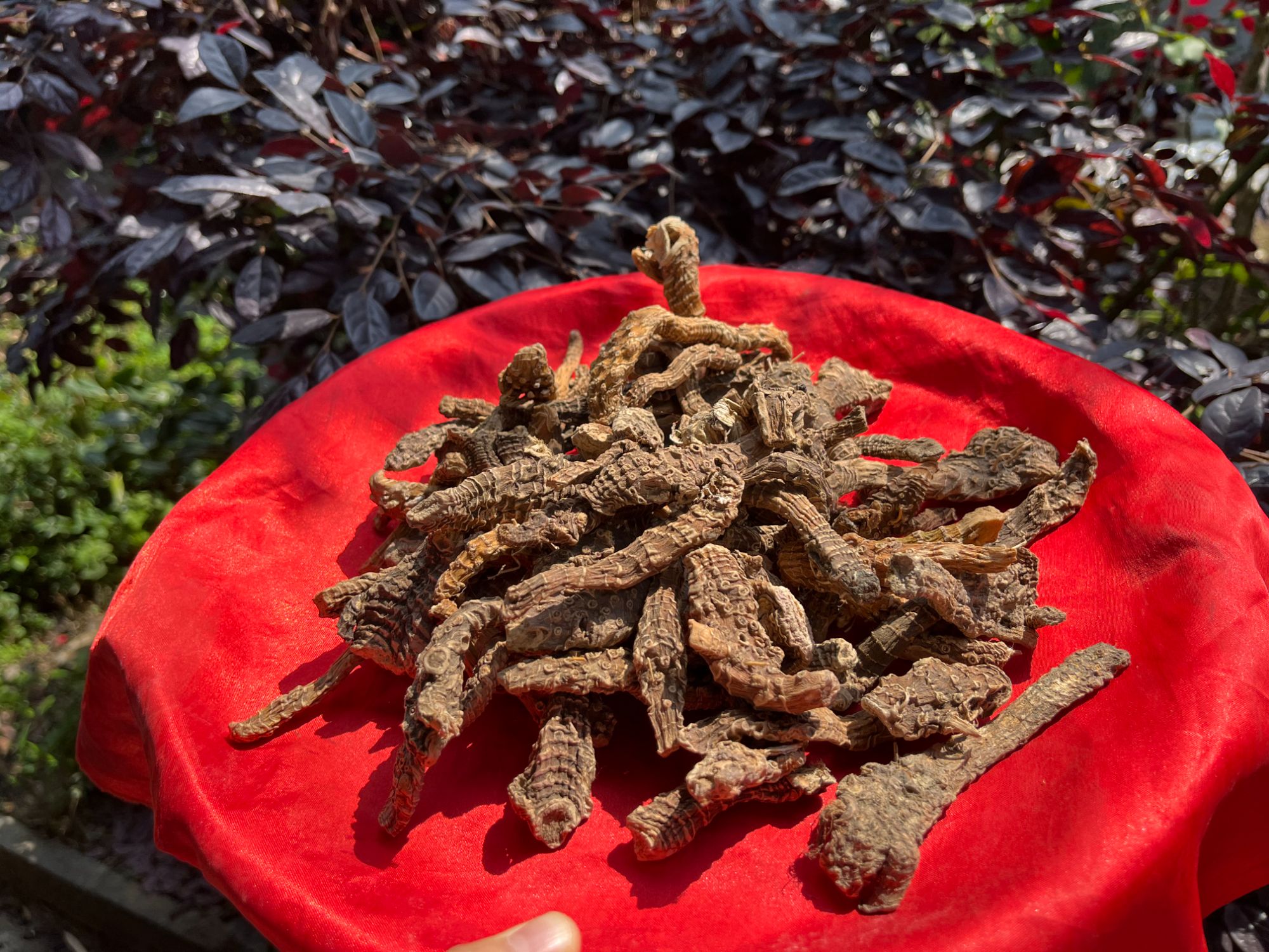 2【阿-勃-参】净含量：250g-1500g【阿徐现收】粮