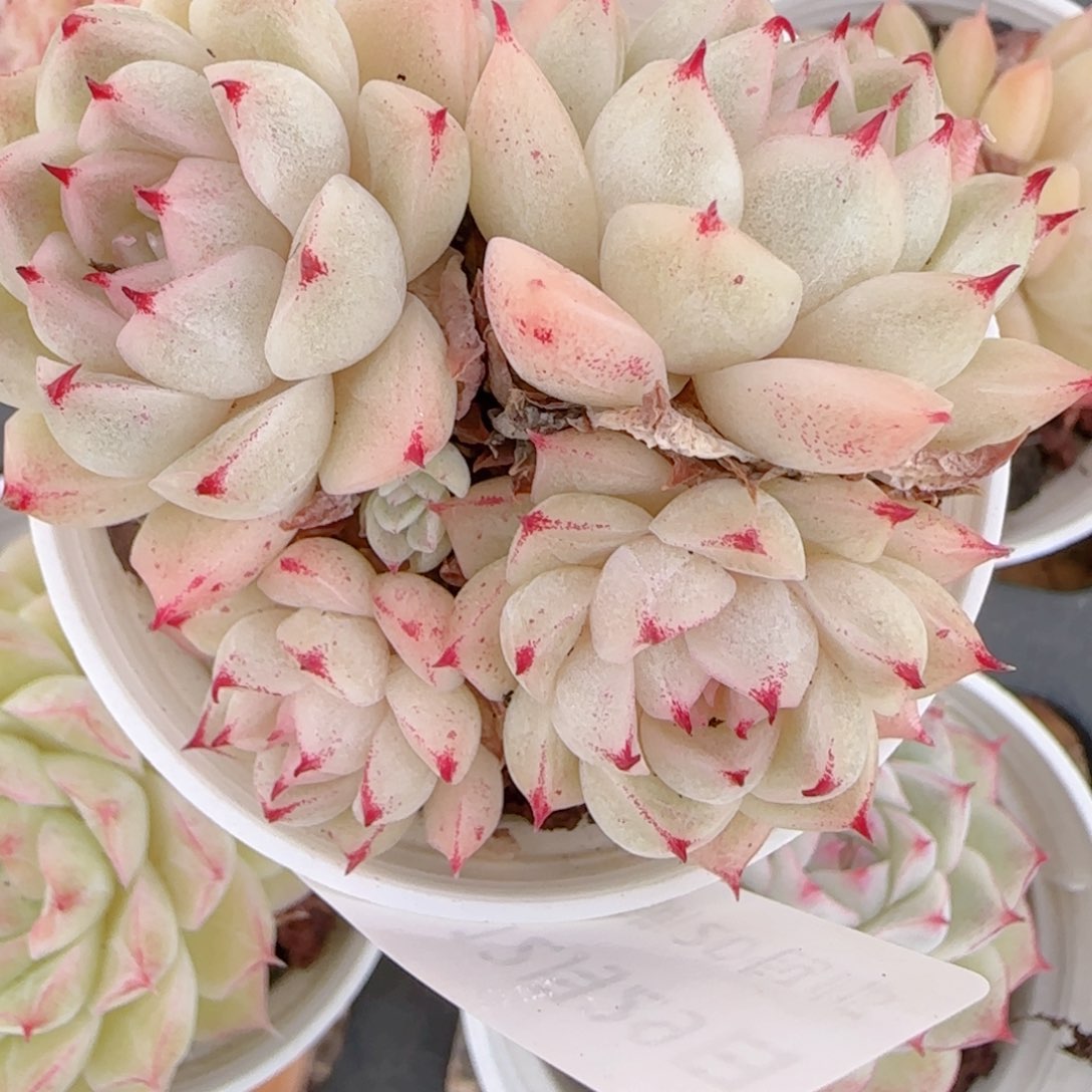 皓***养花语多肉1229-172散