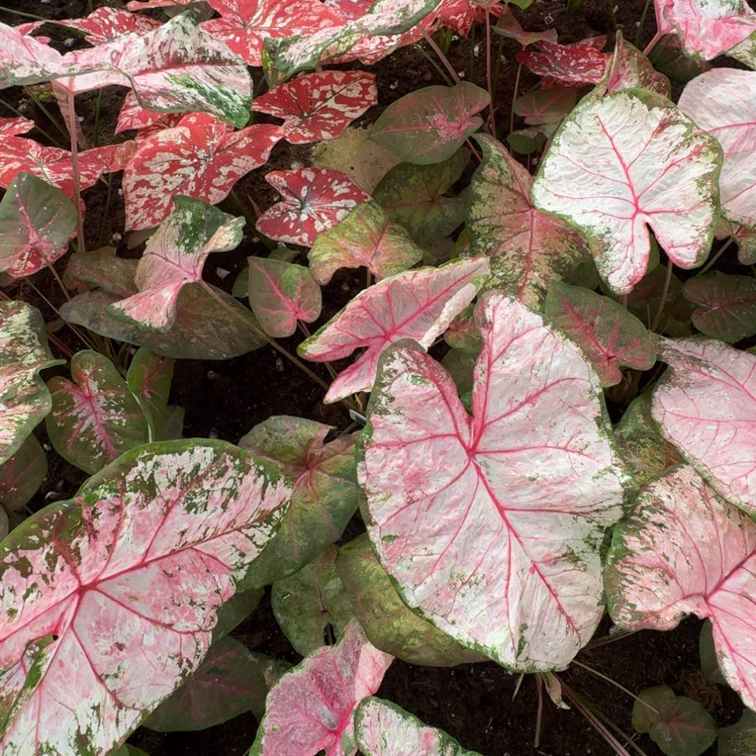 燕****无花朵粉妆00750，预存1500+200