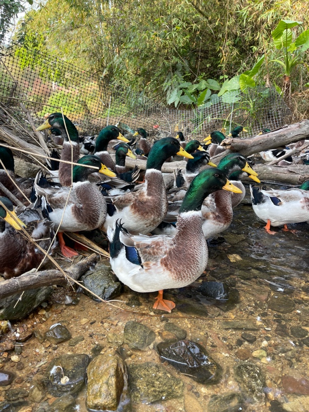 农家山水青头鸭 180天老青头鸭 一味清甜 