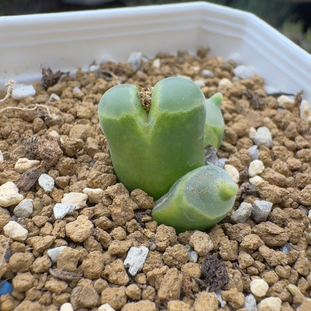 极窗风铃多肉。