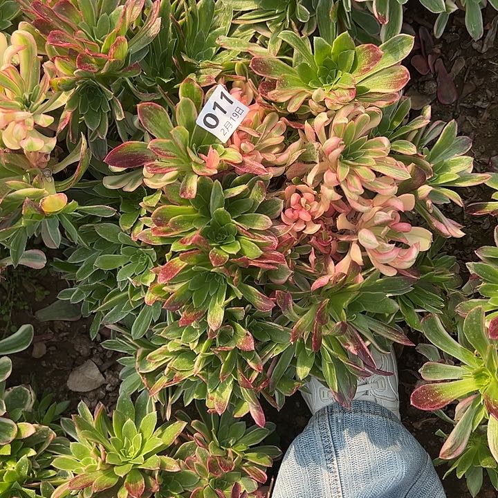 2.19-11男神母本多肉4