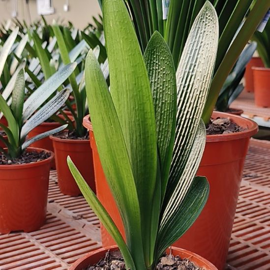 用***5完全开放君子兰200