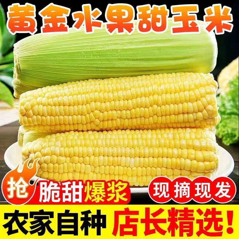  【精选】广东黄金水果甜玉米新鲜现摘甜玉米棒糯嫩生吃爆浆玉米