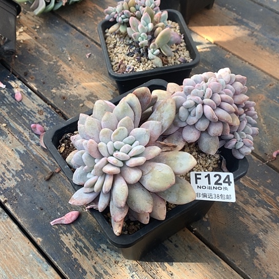 季***、粉兔缀化124 需要延迟发货7-8发