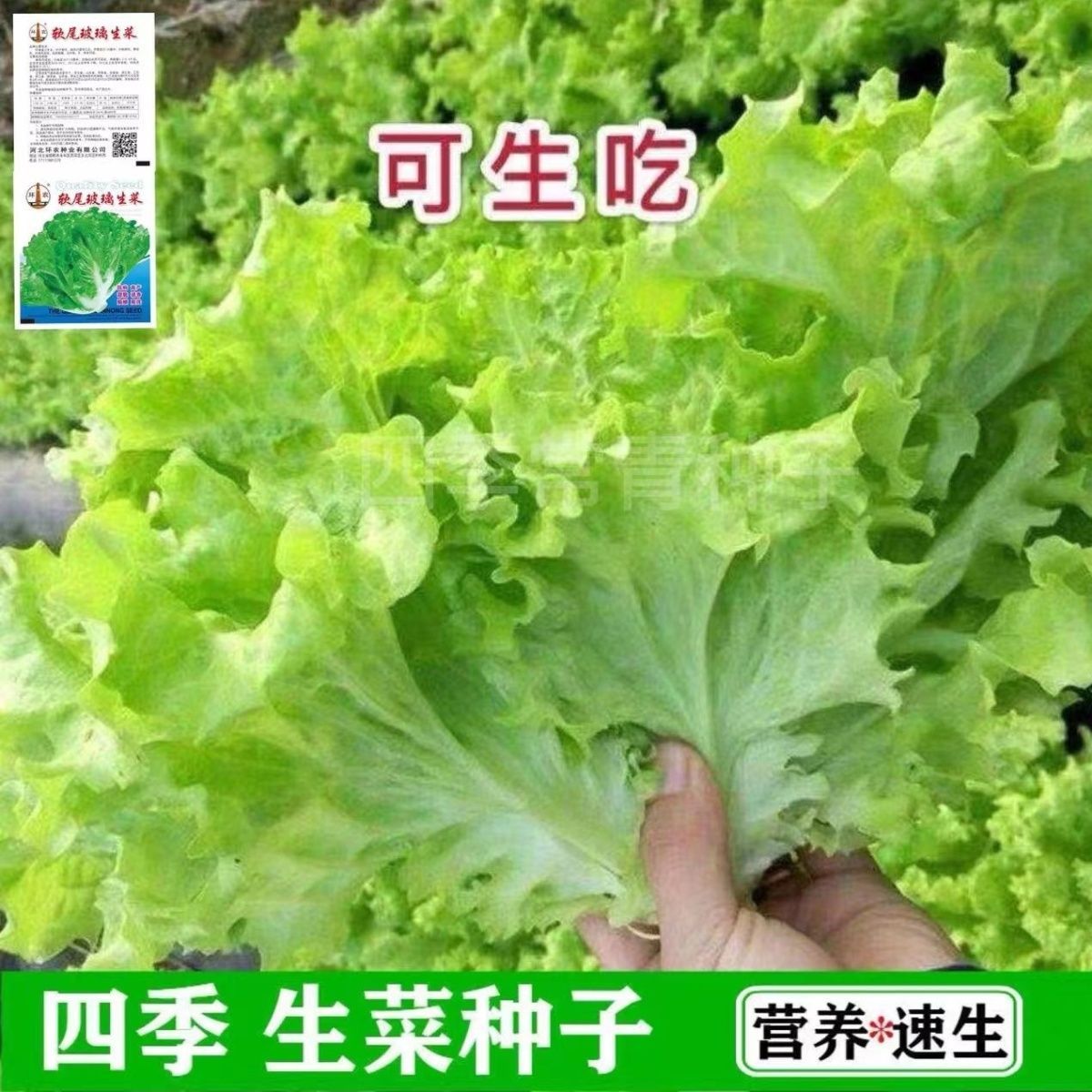 四季甜脆玻璃生菜种子脆嫩生吃生菜种籽阳台四季盆栽春季蔬菜种孑