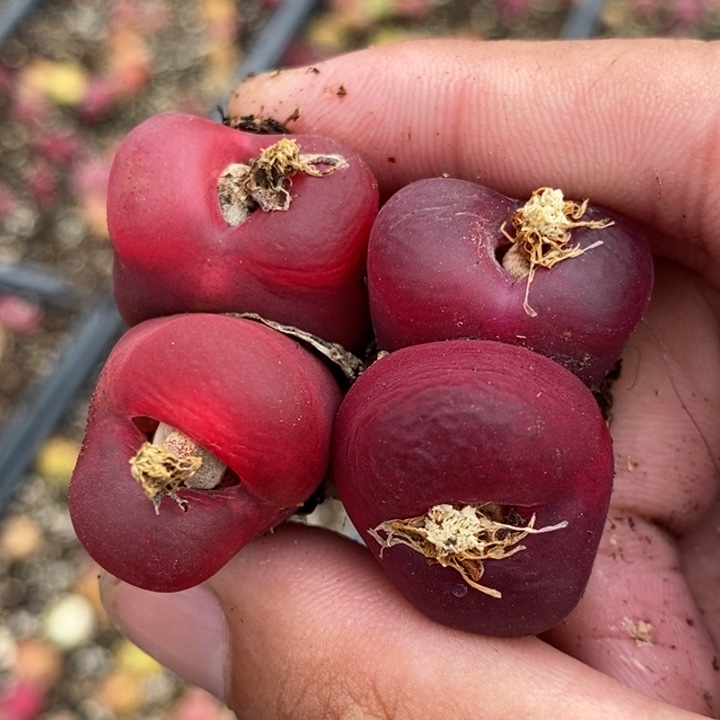 1967一组两颗一组