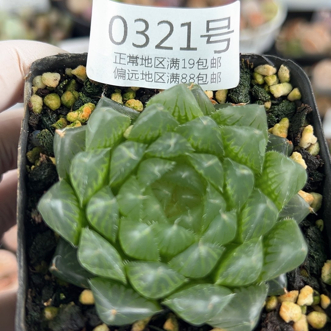 好养易活生石花大母本0321