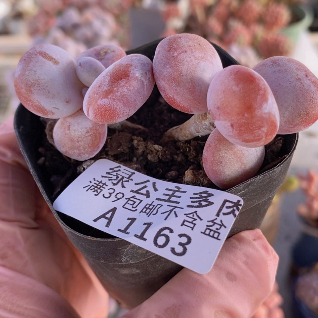 雪美人6cm1163多肉植物