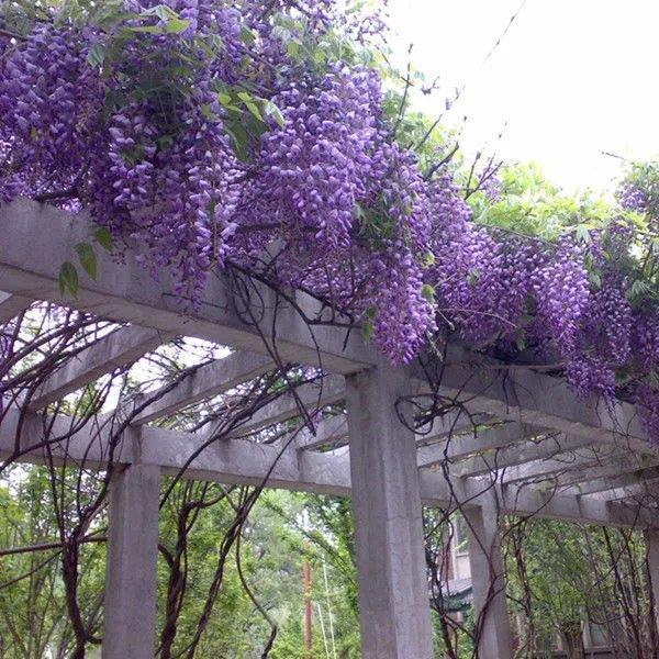 紫藤花 多花紫藤 凌霄 凌霄花 四季开花盆栽紫藤种子