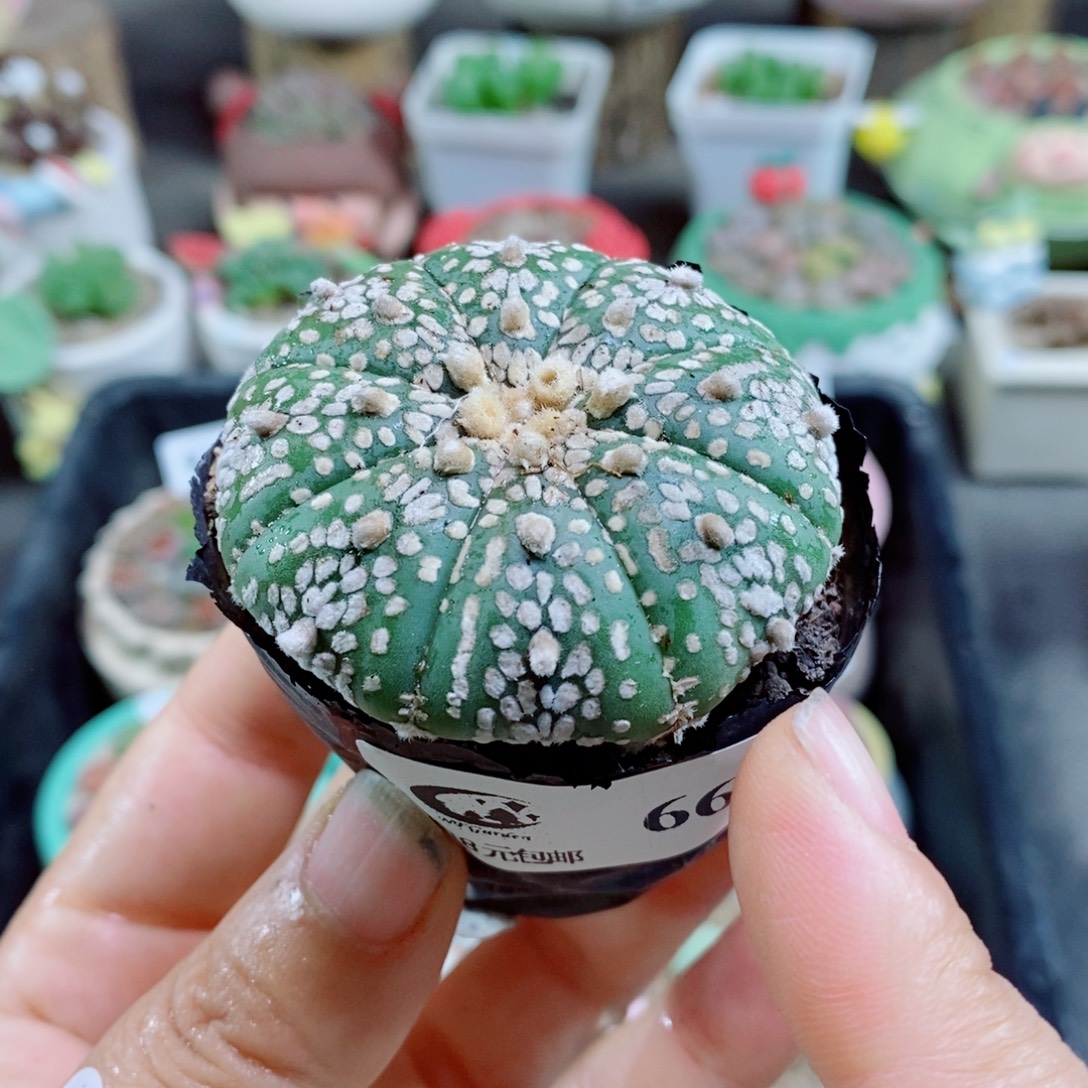 生石花花花花花花花花66
