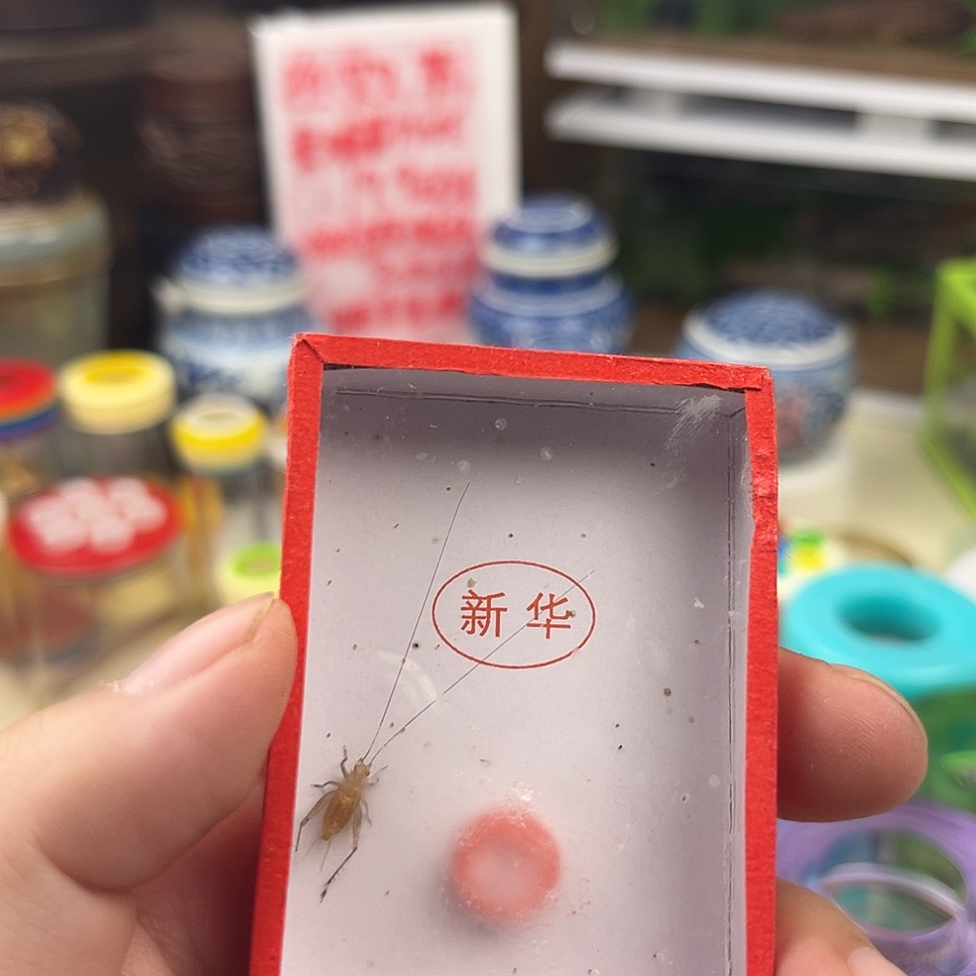 大***城一条长须大黄拍拍拍