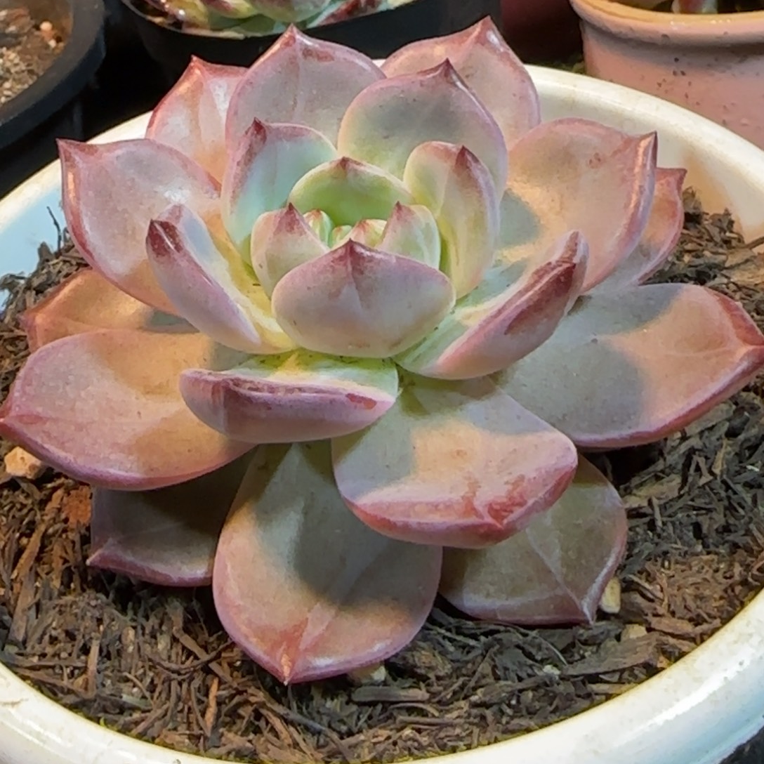 夜魔侠一物一拍包装收缩花旱