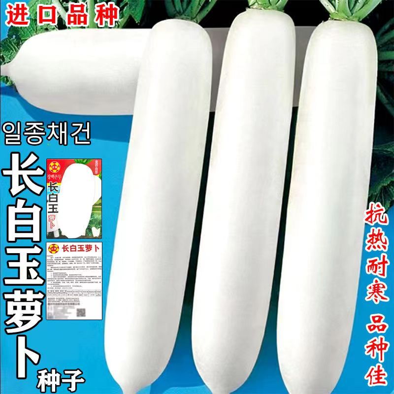 新春白玉白萝卜种子四季高产不空心耐抽薹高产抗病春不老白萝卜种