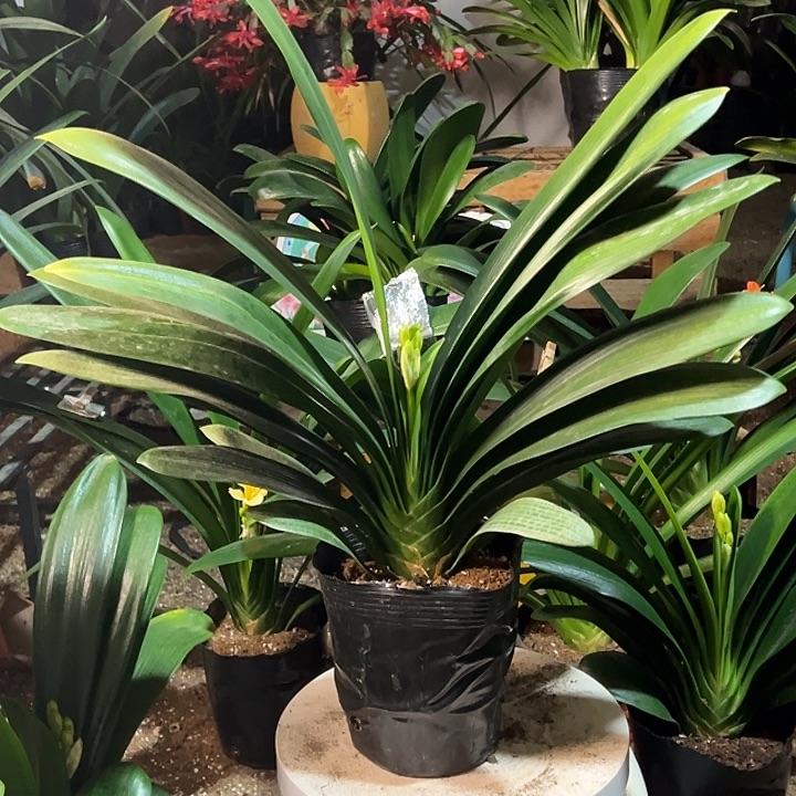 当前无花栽培后可以开花