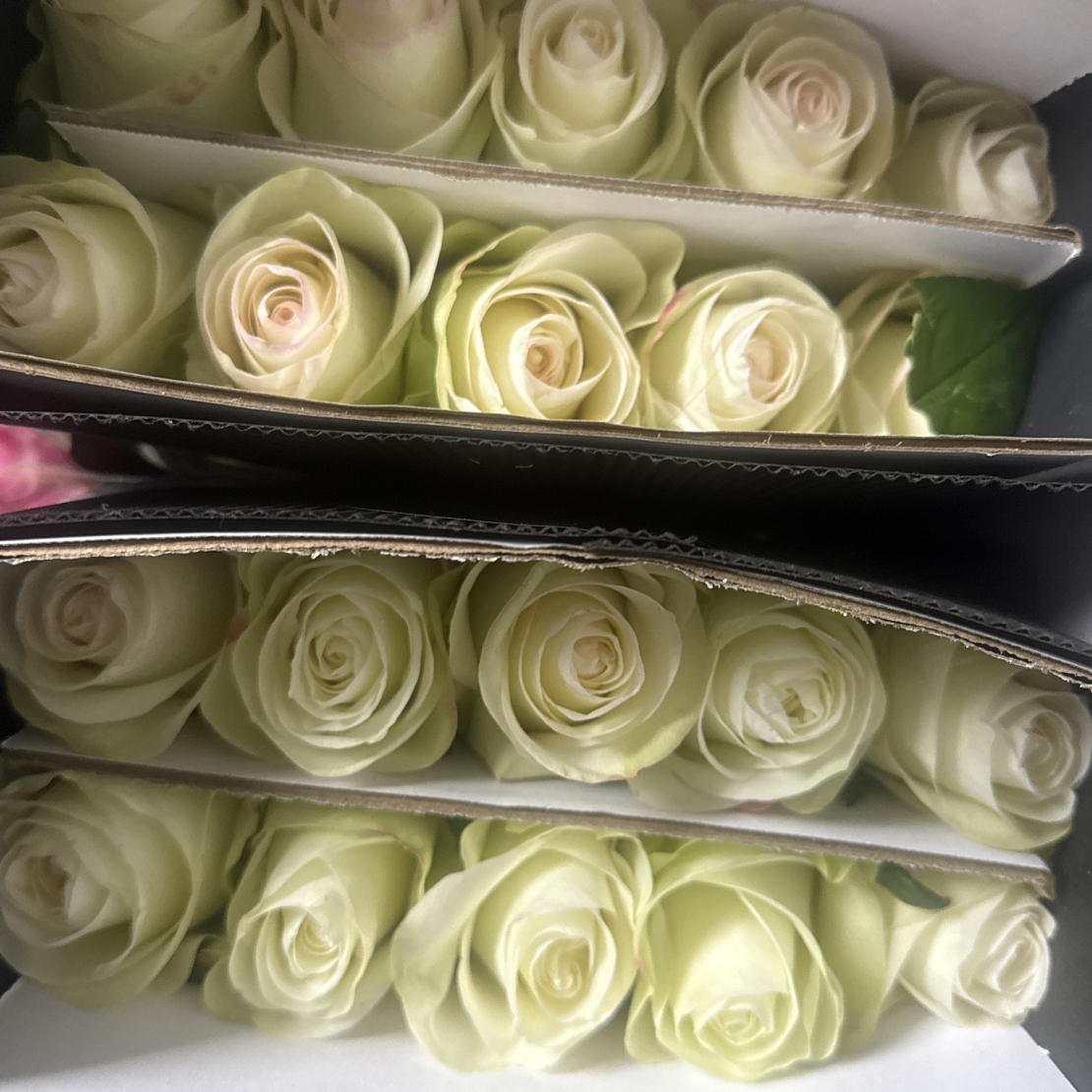  10支单复色 玫瑰  云南基地直发  收到要醒花