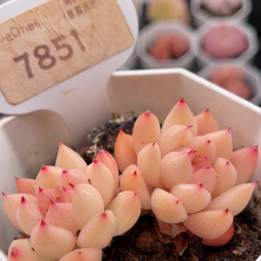 晴空珍妮7851-6.0厘米