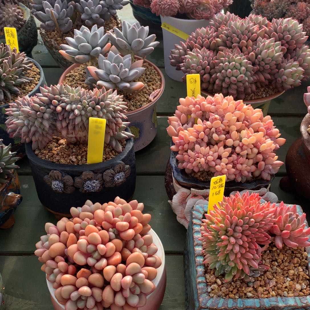 柠***夏我们家的小姐姐们