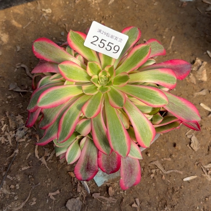 美杜莎多肉法师2559