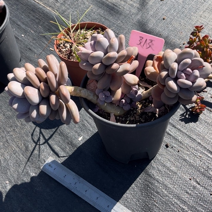 大叶奶多肉植物313