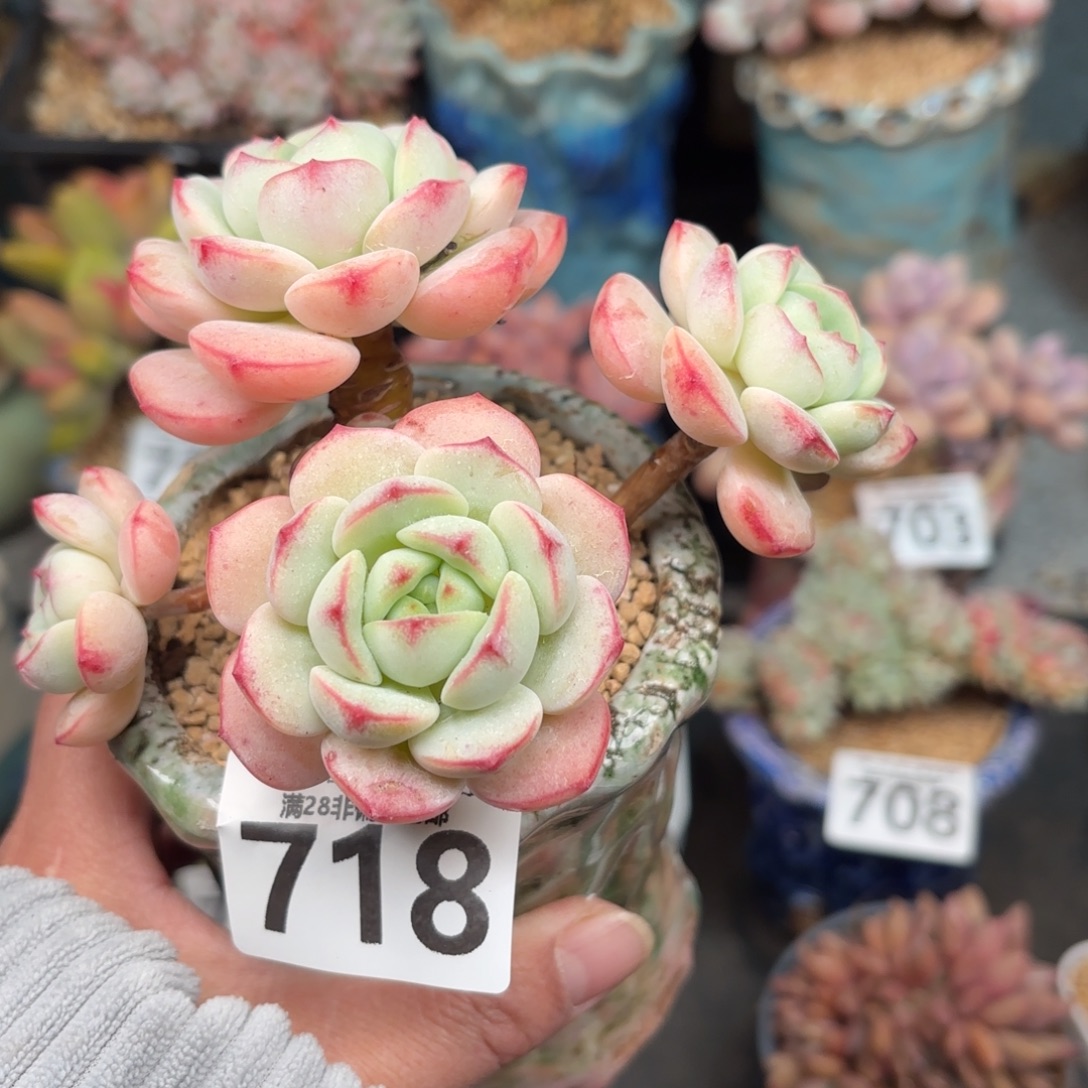 香草多肉无盆土发货