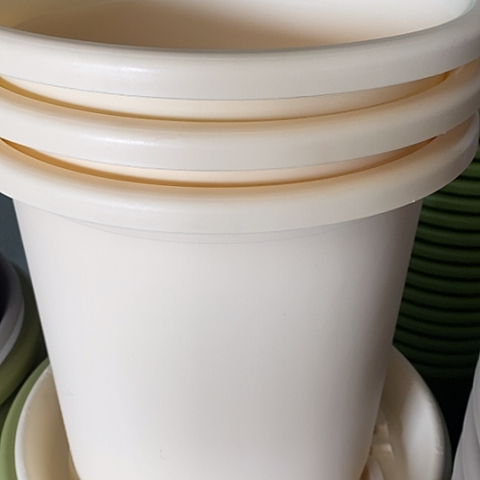 四季8号米黄色3个带托