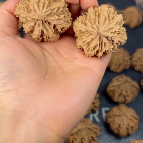 桃核吊坠秦岭山脉野生植物