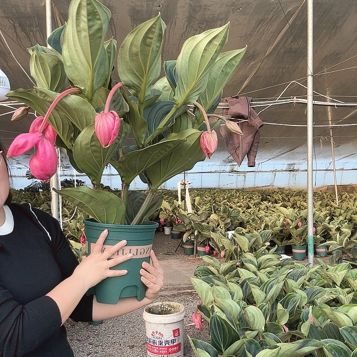 欣****少量花朵（建议范围：2朵-5朵 或40%以下）