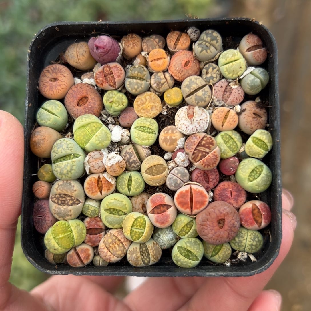 多肉植物多肉植物