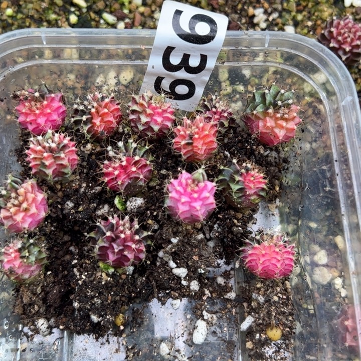 无花朵米哈洛维奇939