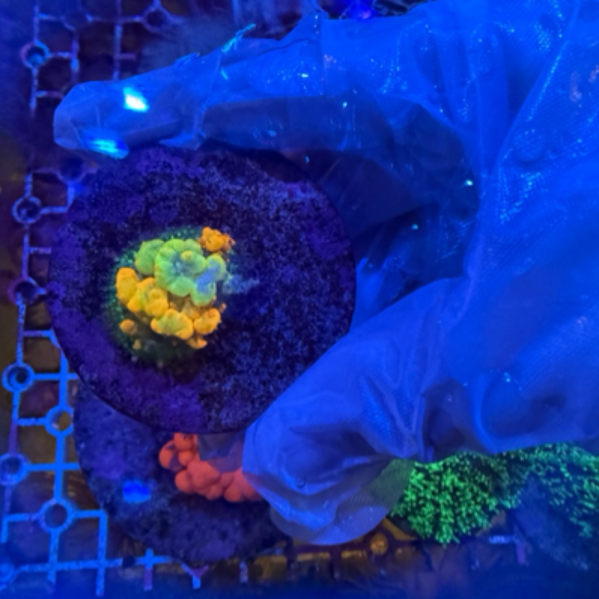 美国og弹跳菇珊瑚