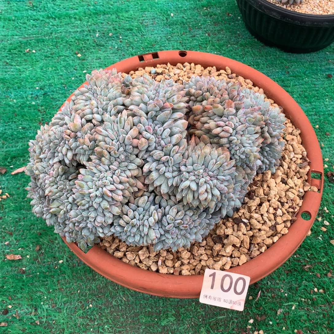 100橙子缀化多肉植物