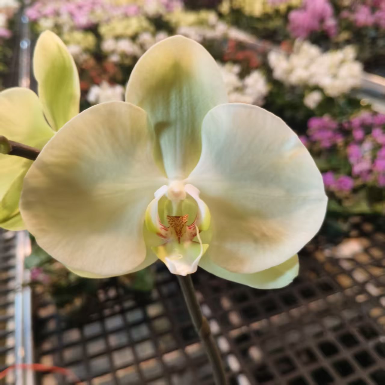 蝴蝶兰【春柳】梦幻浪漫室内高端花卉绿植