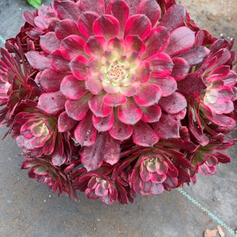 多肉植物黑金刚锦，