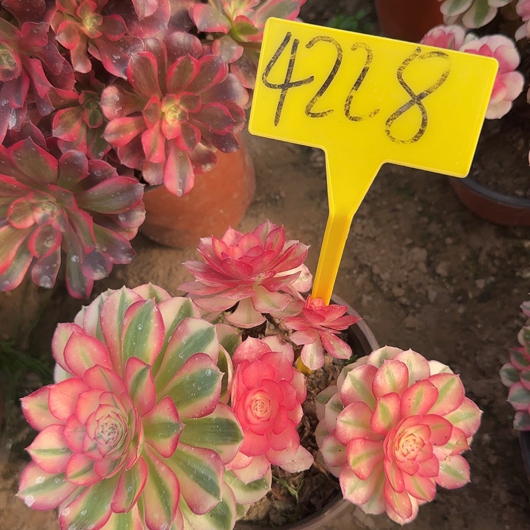4228--倾城多头多肉植物