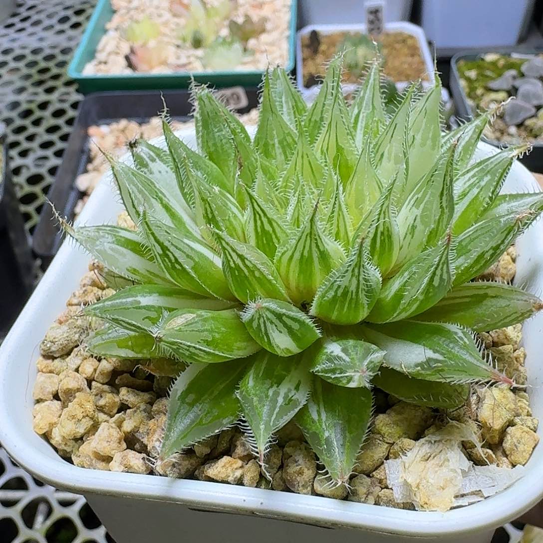 400号原始玉露锦