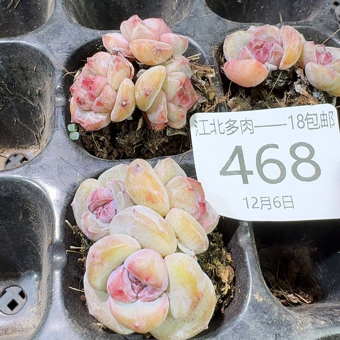 468 号到手1粒颗江北多肉