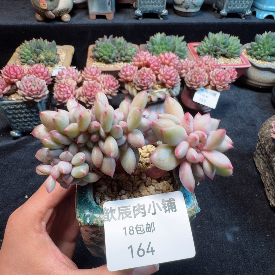 多肉植物  164  桃花源缀